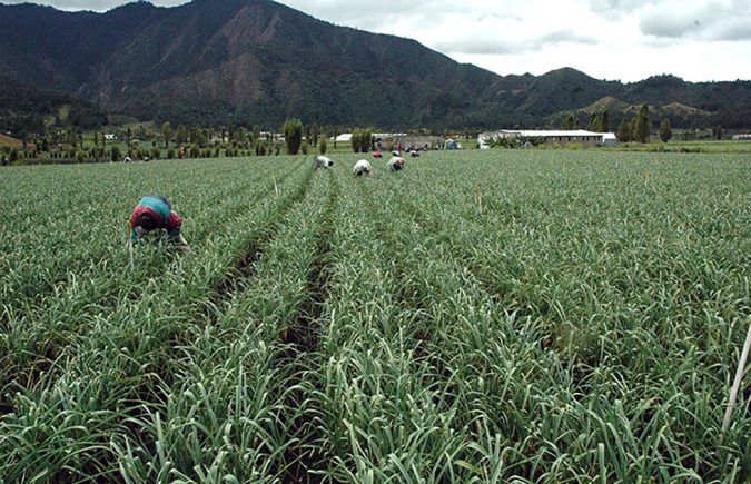 produccion de ajo en constanza