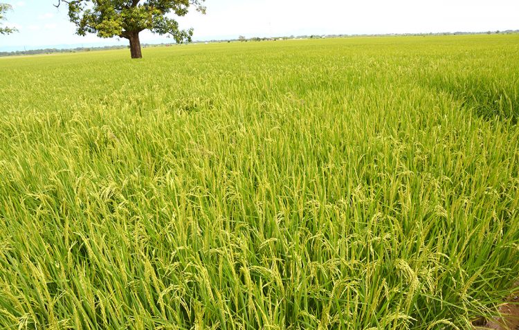 La producción de arroz en República Dominicana promedia los 12.3 millones de quintales anuales en la última década, indican cifras del Banco Agrícola.