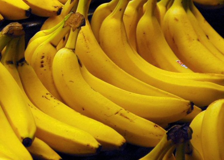 El expresidente de Adobanano, Salvador Estévez, destacó que el sector enfrenta distintos desafíos.