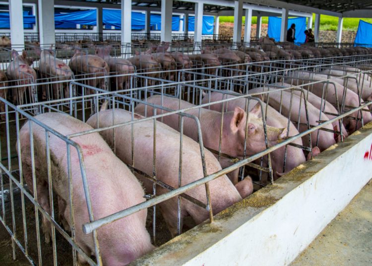 produccion-de-cerdos