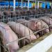 produccion-de-cerdos