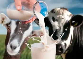 Leche de cabra en el país está lejos de alcanzar su punto máximo.