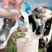 Leche de cabra en el país está lejos de alcanzar su punto máximo.