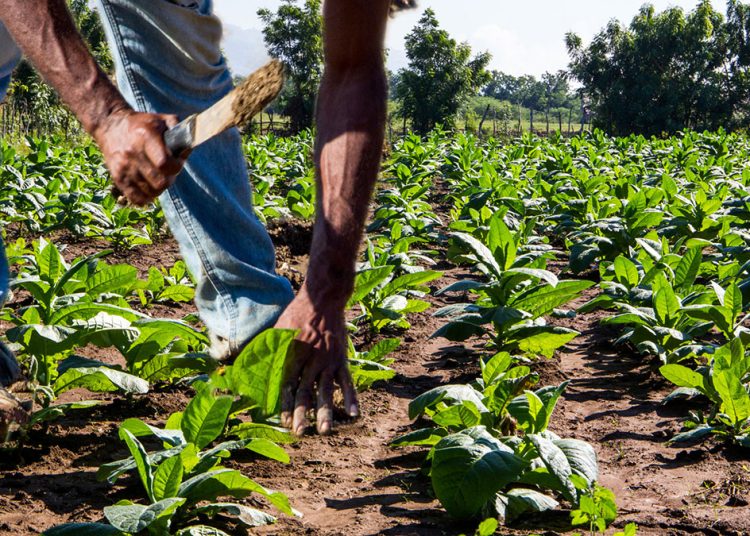 Entre 1,500 y 2,000 quintales de tabaco se producen en San Juan, de acuerdo con el director agrícola de Intabaco, Isidro Tavárez.