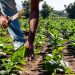 Entre 1,500 y 2,000 quintales de tabaco se producen en San Juan, de acuerdo con el director agrícola de Intabaco, Isidro Tavárez.