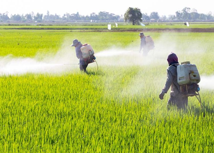 Agricultores consultados por elDinero indican que estos productos representan hasta el 35% del costo total para su producción. | Fuente externa.