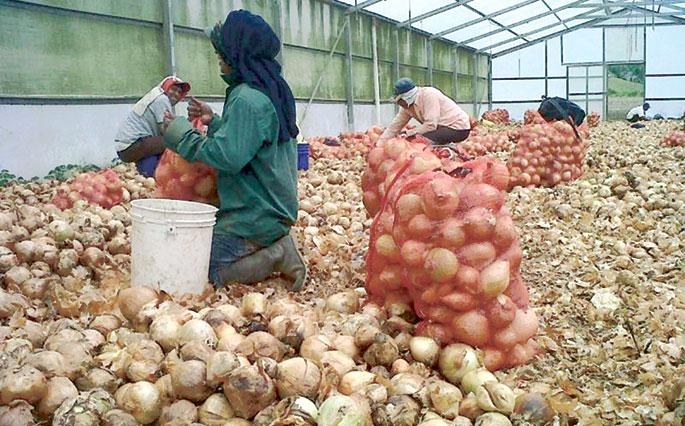 Productores de cebolla en riesgo de pérdidas millonarias