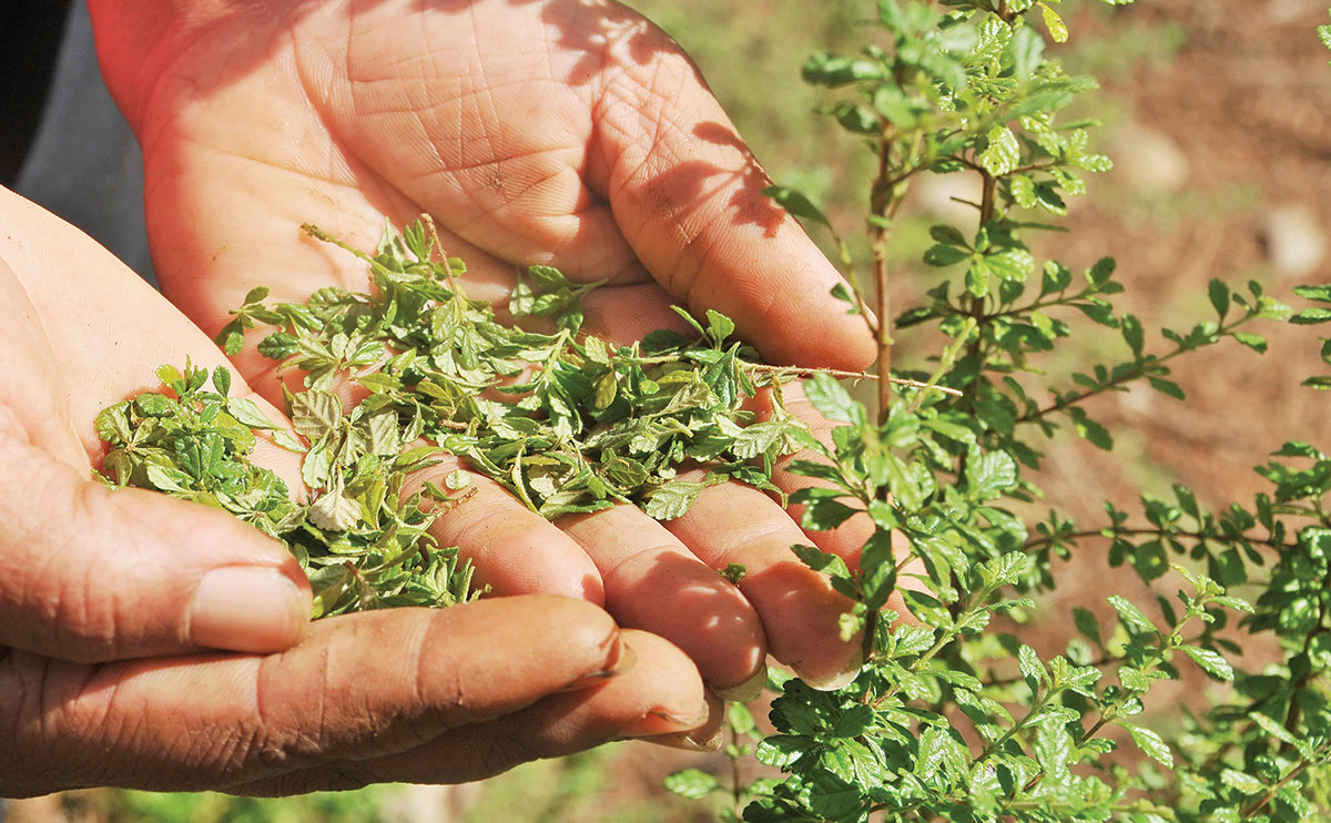 productores oregano feda