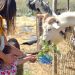 Los niños pueden estar en el campo con aire limpio, además tener contacto directo con los animales.