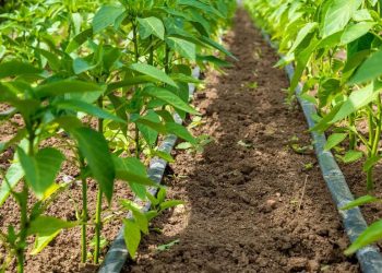 El riego por goteo permite que  el sector agrícola racionalice el uso de los recursos hídricos. | Fuente externa