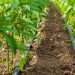 El riego por goteo permite que  el sector agrícola racionalice el uso de los recursos hídricos. | Fuente externa