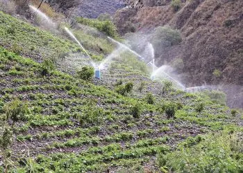 Los productores apoyan el llamado fomentar el uso eficiente del agua mejorar la productividad agrícola.