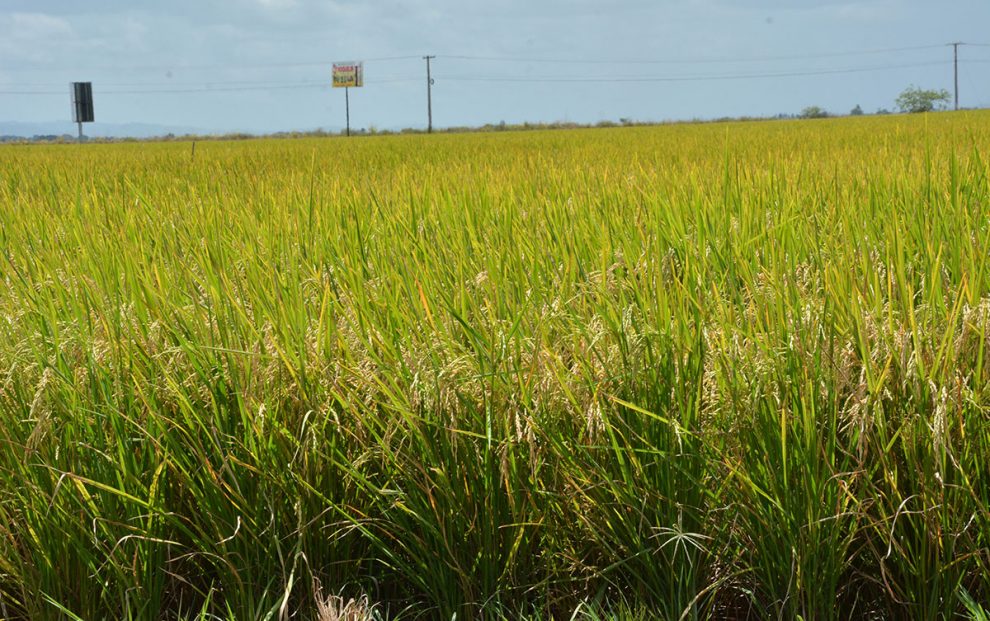 ruta turistica de arroz 5