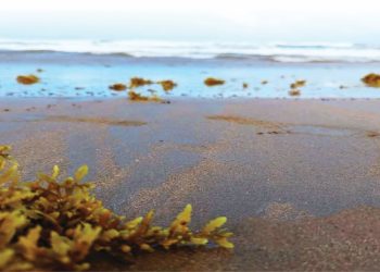 La entidad adelantó que la convocatoria recibió 72 propuestas procedentes de 13 países de la región.