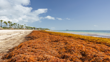 El texto reconoce que la afluencia masiva de sargazo representan un problema socioeconómico y ambiental grave y creciente.
