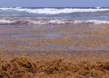 Ahora lo que se persigue es sacar algún provecho del sargazo, usándolo en la generación de biomasa para utilizarse como combustible.