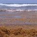Ahora lo que se persigue es sacar algún provecho del sargazo, usándolo en la generación de biomasa para utilizarse como combustible.