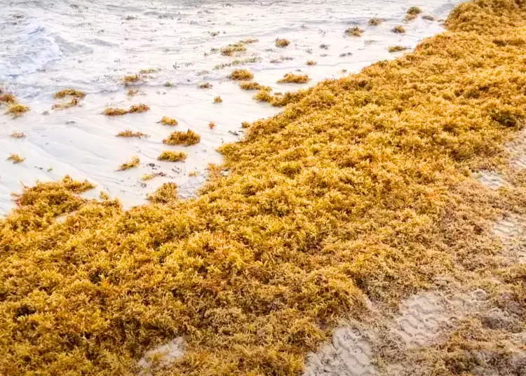 Estas algas tienen estructuras y componentes que les permiten flotar en masa en el mar.
