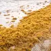 Estas algas tienen estructuras y componentes que les permiten flotar en masa en el mar.