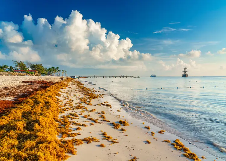 Destacó que su crecimiento, por las aguas calientes, se duplica cada dos semanas.