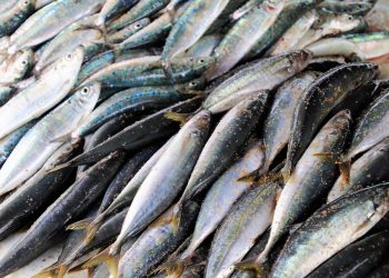 Sardinas