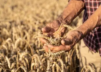 Durante el 2024 los ramos de seguros que lideraron el mercado fueron incendios y aliados, con una participación del 26.3%, alcanzando los RD$35,660 millones y un aumento del 22.8% respecto a 2023.