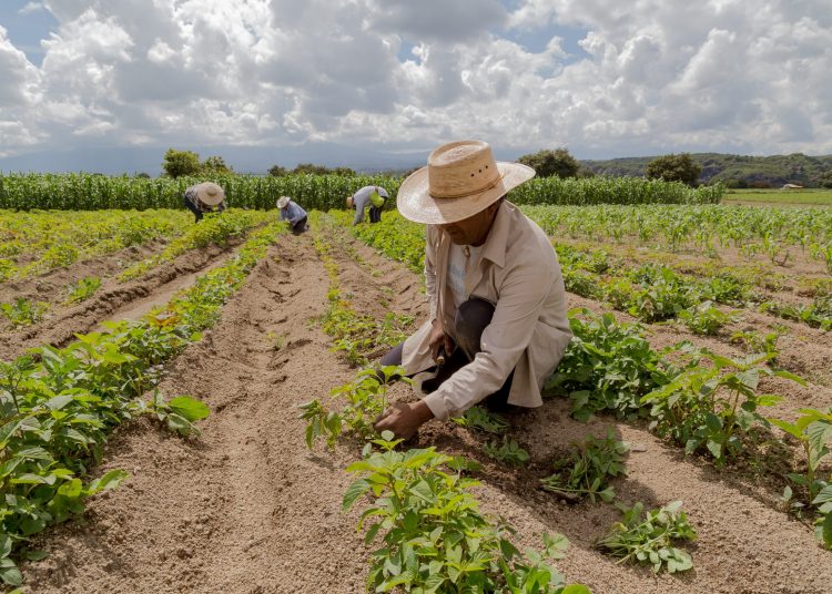 La expectativa del sector agroalimentario de las Américas en la COP28 es que se reconozca que la agricultura es un sector particularmente vulnerable al cambio climático. - Fuente externa.