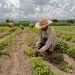 La expectativa del sector agroalimentario de las Américas en la COP28 es que se reconozca que la agricultura es un sector particularmente vulnerable al cambio climático. - Fuente externa.