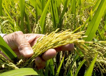siembra-de-arroz