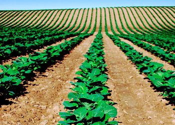 La FAO apoyará a los países a través de proyectos individuales que se centran en la conservación de la biodiversidad. Fuente externa.