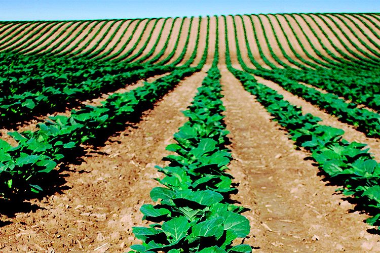 La FAO apoyará a los países a través de proyectos individuales que se centran en la conservación de la biodiversidad. Fuente externa.