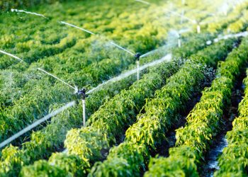 Solo el 38.9% del suelo es destinado al sector agropecuario. | Fuente externa.