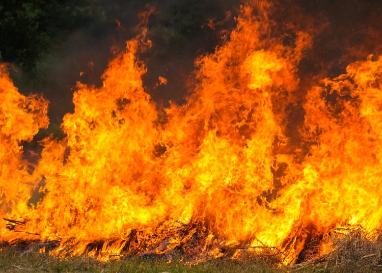 Suramérica tenía este lunes 2,762 incendios forestales activos y la situación más preocupante era la de Brasil, con 966 focos (34.9% del total); Bolivia, con 956 (34.6%), y Argentina, con 659 (23.6%). - Freepik.