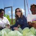 Casa sombra es un sistema de producción dentro de la agricultura protegida, donde se regula la cantidad de luz y se asegura mejor calidad de la producción.