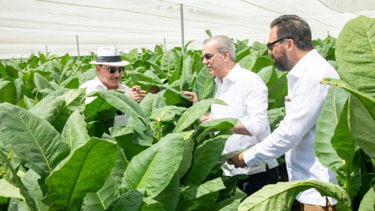 Abinader recorre la finca tabacalera “La Milagrosa” junto a directivos de Arturo Fuente.