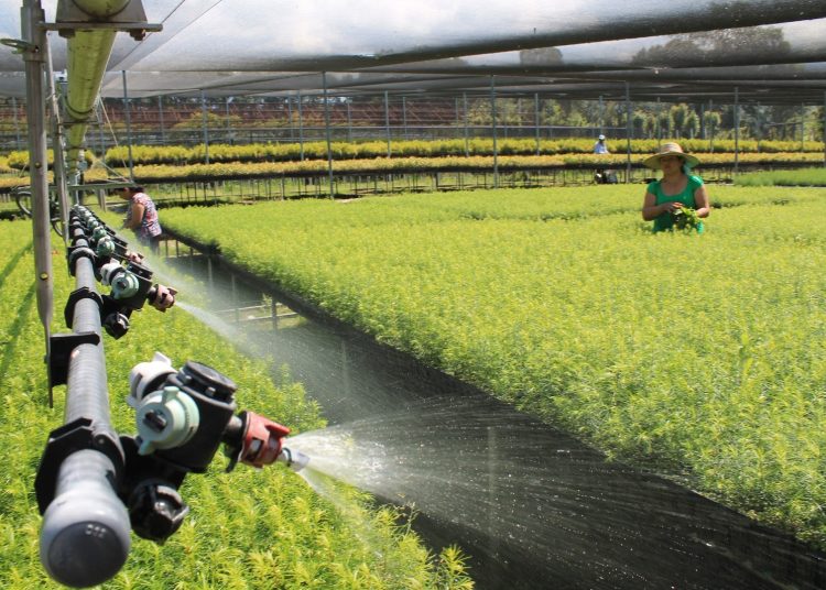 Mujer agricultora - Fuente externa.