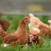 Gallinas. - Fuente externa.