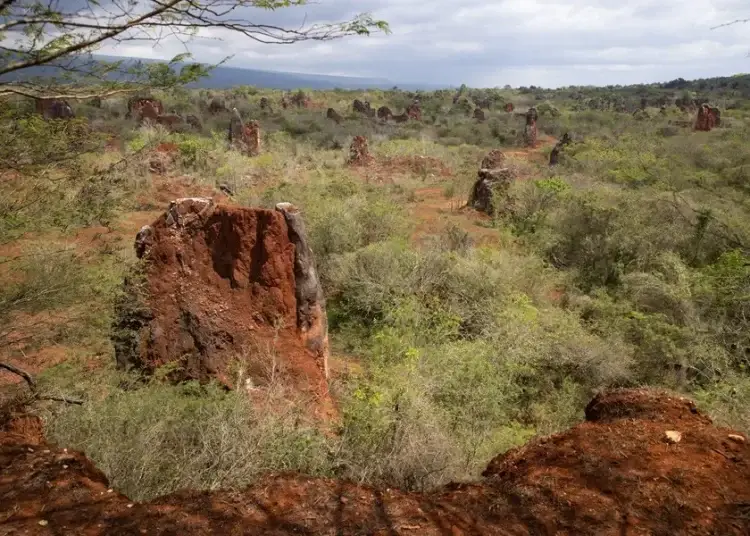 En 2024, China extrajo 270,000 toneladas de mineral de tierras raras, el 69.2% de la producción mundial.