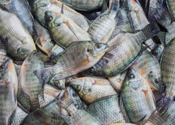 Productores aspiran a imitar los avances de Colombia, Venezuela, Panamá y Costa Rica, que han incrementado sus exportaciones de tilapia y camarones a Estados Unidos.