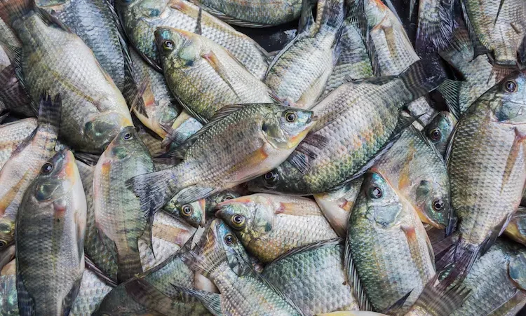 Productores aspiran a imitar los avances de Colombia, Venezuela, Panamá y Costa Rica, que han incrementado sus exportaciones de tilapia y camarones a Estados Unidos.