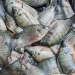 Productores aspiran a imitar los avances de Colombia, Venezuela, Panamá y Costa Rica, que han incrementado sus exportaciones de tilapia y camarones a Estados Unidos.