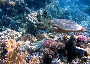 Tortuga - Fuente externa.