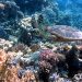 Tortuga - Fuente externa.