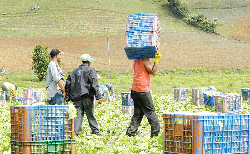 La clase trabajadora dominicana se divide entre los servidores públicos y privados del área formal y los que se dedican a labores en la informalidad.