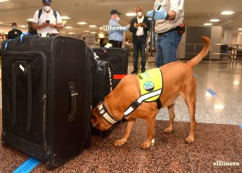 Con precaución los perros olfatean el equipaje de las personas identificando olores de alimentos, plantas y semillas.