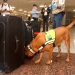 Con precaución los perros olfatean el equipaje de las personas identificando olores de alimentos, plantas y semillas.
