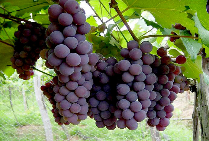 El consumo de vinos en República Dominicana es de entre un 2% y un 3% del total de bebidas alcohólicas.