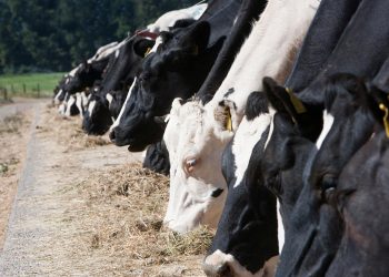 vacas-pastos-ganaderia-dominicana