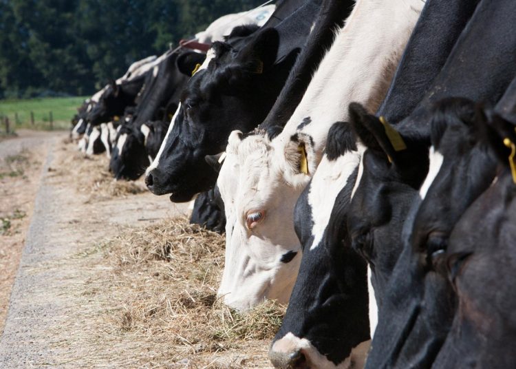 vacas-pastos-ganaderia-dominicana