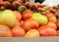 La producción de tomate en República Dominicana mantiene un crecimiento sostenido, impulsado por el desarrollo del cultivo bajo ambiente protegido.